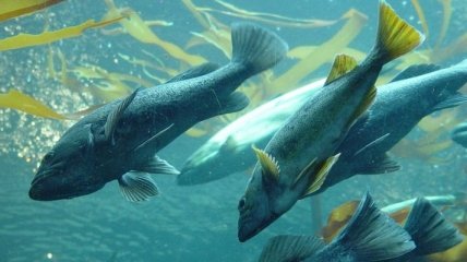 Мальки рыбы питаются пластиком, как фастфудом 