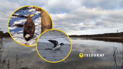 Редкие птицы в Украине