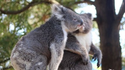 В Австралии под угрозой находятся сотни коал