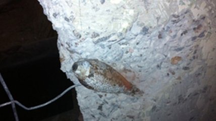 На Днепропетровщине в стене жилого дома нашли мину