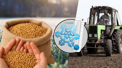 Как погода повлияет на культуры