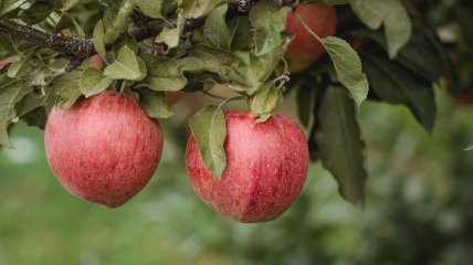 Кроме порчи плодов, плодожорка вредит и самой яблоне