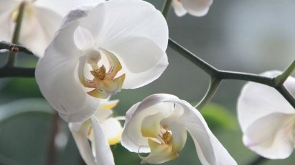 Орхидея отцвела, что делать дальше в домашних условиях