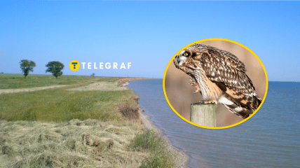 Рідкісна сова в "Тузливських лиманах"