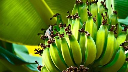 Банановая диета: подробное описание и полезные советы