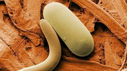 Ученые создали трехмерную модель круглого плывущего червя (Видео)