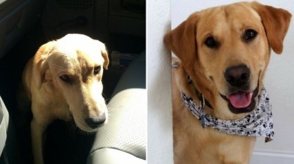 Бездомные собаки из приюта "до и после" чудесного преображения (Фото) 
