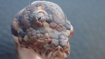 В Австралии найдена змея с тремя глазами