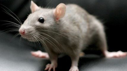 Ученые объяснили, как крысы научились предвидеть погоду