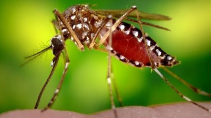 Ученые обнаружили новый способ для борьбы с комарами 