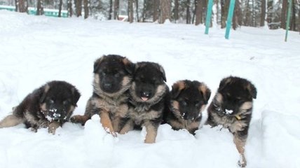 В Украине "несут службу" около 1200 собак