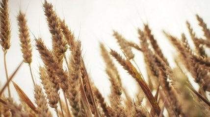 Украина собрала уже более 19 млн тонн зерна