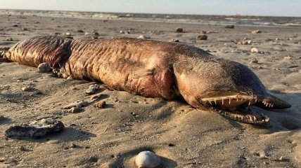 Ураган в Техассе вынес на пляж загадочное существо с острыми зубами