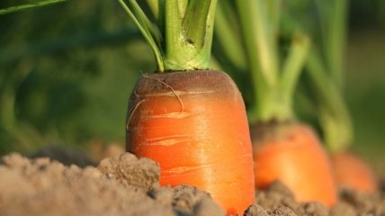 Сроки посадки моркови