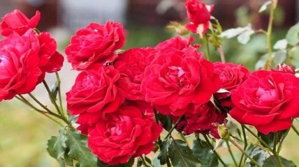 В Киеве посадят сотни тысяч роз