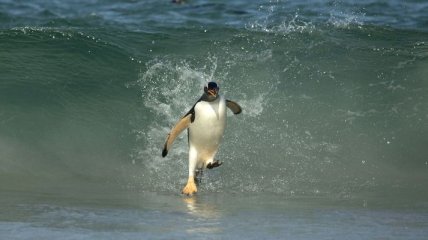Пингвины-серферы (Фото)