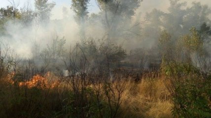 Пожар на Трухановом острове в столице удалось потушить