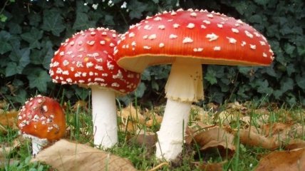Как правильно оказывать первую помощь при отравлении грибами?