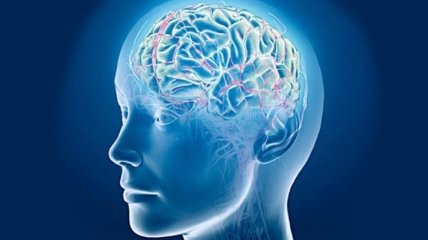 Найдена часть головного мозга, отвечающая за уникальность человека
