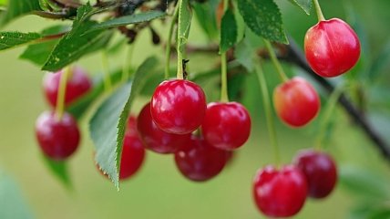 как защитить урожай ягод от птиц