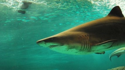 Общение с акулами требует большой смелости: отчаянный дайвер прогуливается с акулой