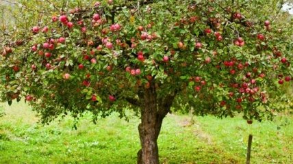 Создан робот для сборки урожая яблок 
