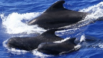 Ученые обнаружили диалект в "речи" черных дельфинов