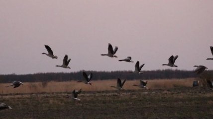 В Запорожской области массово гибнут птицы и животные