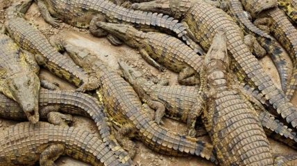 Австралии угрожает нашествие крокодилов