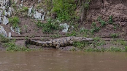 Посетители зоопарка перебили всех крокодилов