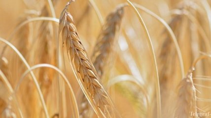 Украина завершила сбор ранних зерновых, намолотив 36,7 млн тонн