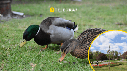 Коллаж "Телеграфа"