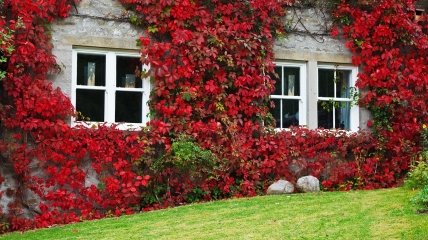 Які рослини небезпечні для дому