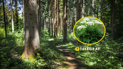 Борщевик Сосновского