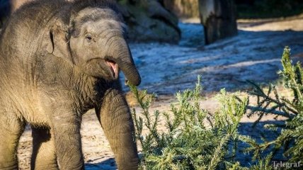 В Африке слон напал на автомобиль с туристами и ударил его (Видео)