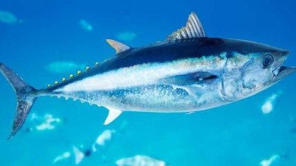 Ученые разгадали секрет невероятной маневренности тунца 