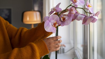 Удалите старые и подгнившие корни орхидеи