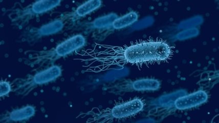 "Хорошие" бактерии в пробиотиках могут наносить вред организму