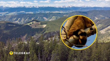 Зверя увидели в горах