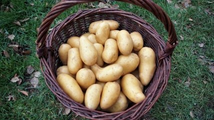 Цены на картофель в Украине будут вероятно падать