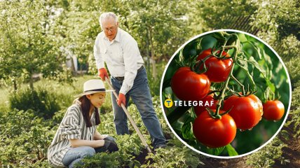 Некоторые растения могут негативно влиять на урожай картофеля