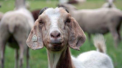Пастух из Молдовы нашел стадо своих овец в Украине