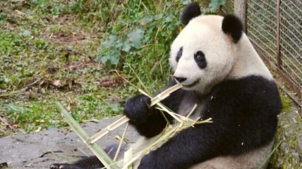 Заповедник больших панд "Волун" в Китае