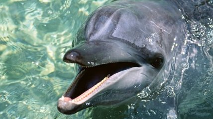 Дельфин призвал на помощь человека (Видео) 