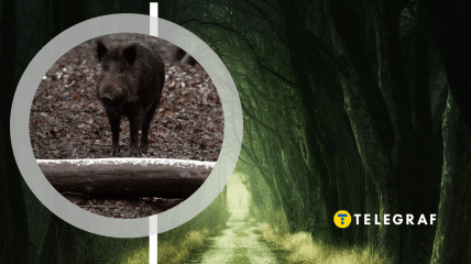 Коллаж "Телеграфа"