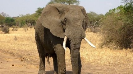 Больше трех сотен слонов один за другим погибли по неизвестной причине у водопоя в Африке