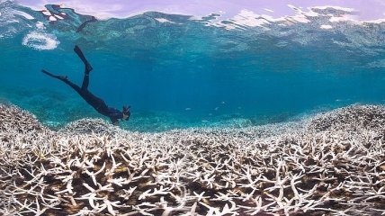На Гавайях запретят крем от загара ради спасения кораллов 
