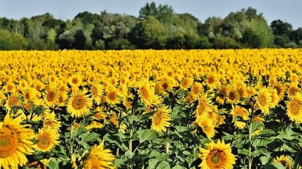 В Украине установится жара, местами грозовые дожди 