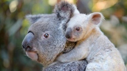 В австралийском зоопарке родилась коала редкого окраса