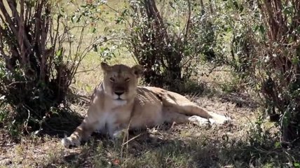 Голодная львица поймала и съела антилопу на глазах у туристов (Видео)